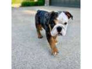 Bulldog Puppy for sale in Wadsworth, OH, USA