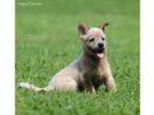 Australian Cattle Dog Puppy for sale in Tazewell, TN, USA