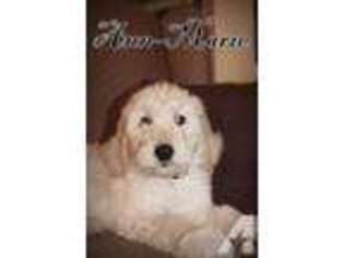 Goldendoodle Puppy for sale in GRAHAM, WA, USA