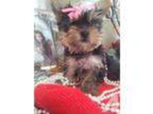 Yorkshire Terrier Puppy for sale in BLOOMINGTON, CA, USA