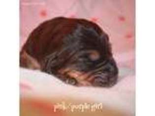 Bloodhound Puppy for sale in Warrior, AL, USA