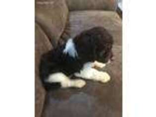 English Springer Spaniel Puppy for sale in Pickens, SC, USA