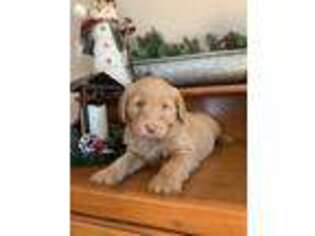 Labradoodle Puppy for sale in Montgomery, IN, USA
