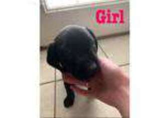 Labrador Retriever Puppy for sale in Seagoville, TX, USA