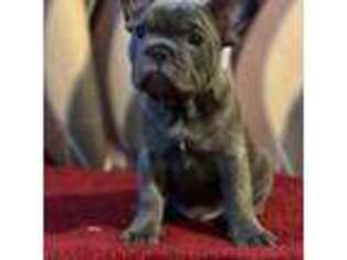 French Bulldog Puppy for sale in Cumberland, MD, USA
