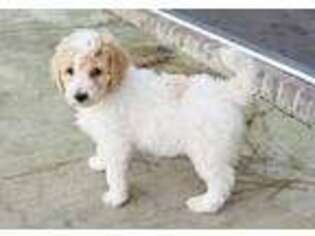 Goldendoodle Puppy for sale in Stella, NC, USA