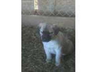 Anatolian Shepherd Puppy for sale in Bulls Gap, TN, USA