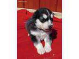 Alaskan Malamute Puppy for sale in Pineville, MO, USA
