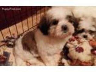 Mal-Shi Puppy for sale in Elm Grove, LA, USA