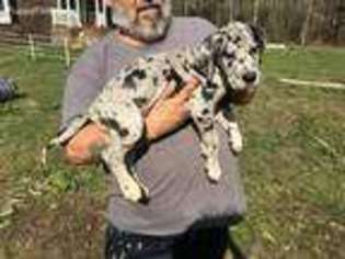 Great Dane Puppy for sale in Montevallo, AL, USA