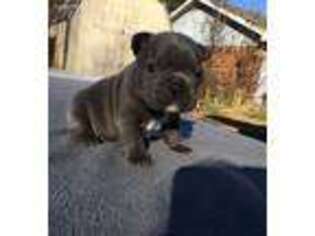 French Bulldog Puppy for sale in Point, TX, USA