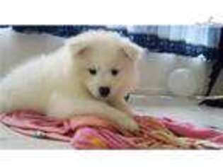 American Eskimo Dog Puppy for sale in Eugene, OR, USA