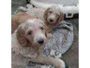 Goldendoodle Puppy for sale in Jamul, CA, USA
