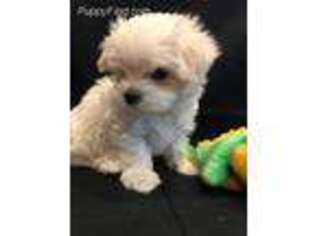 Maltese Puppy for sale in Wilcox, PA, USA