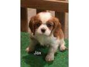 Cavalier King Charles Spaniel Puppy for sale in Griggsville, IL, USA
