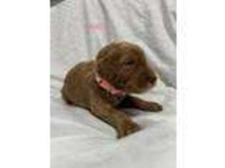 Labradoodle Puppy for sale in Kenly, NC, USA