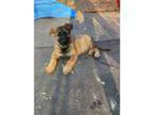 German Shepherd Dog Puppy for sale in Bonne Terre, MO, USA