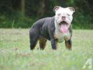 Olde English Bulldogge Puppy for sale in PEARLAND, TX, USA