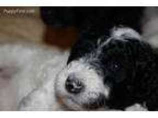 Mutt Puppy for sale in Williamsfield, OH, USA