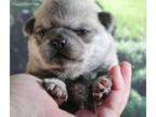 Pug Puppy for sale in Roosevelt, MN, USA