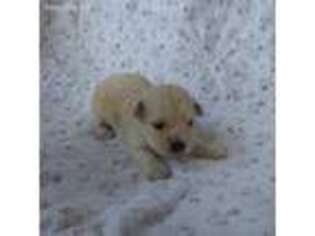 Mutt Puppy for sale in Converse, IN, USA