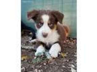 Miniature Australian Shepherd Puppy for sale in Dale, TX, USA