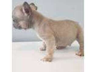 French Bulldog Puppy for sale in Springvale, ME, USA