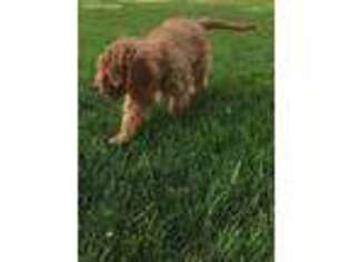 Cavapoo Puppy for sale in Huntingdon, PA, USA
