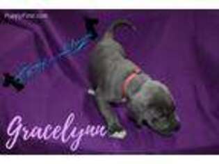 Great Dane Puppy for sale in Fayetteville, TN, USA