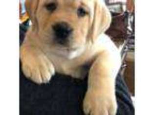 Labrador Retriever Puppy for sale in Columbia Cross Roads, PA, USA