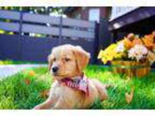 Golden Retriever Puppy for sale in Oak Park, IL, USA