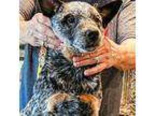Australian Cattle Dog Puppy for sale in Tulsa, OK, USA