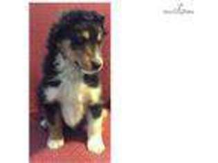 Shetland Sheepdog Puppy for sale in Sioux Falls, SD, USA