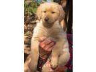 Golden Retriever Puppy for sale in Ridgway, CO, USA