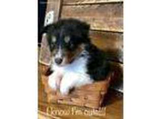 Shetland Sheepdog Puppy for sale in Hughesville, MO, USA