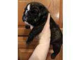 Bulldog Puppy for sale in Concord, VA, USA