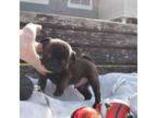 Pug Puppy for sale in Lake Mary, FL, USA