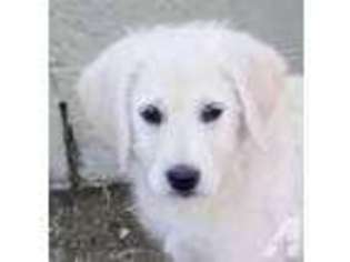 Labradoodle Puppy for sale in SANTA ROSA, CA, USA