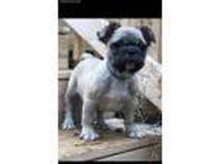 French Bulldog Puppy for sale in South Boston, VA, USA