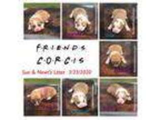 Pembroke Welsh Corgi Puppy for sale in Princeton, TX, USA