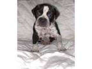 Olde English Bulldogge Puppy for sale in Dallas, TX, USA
