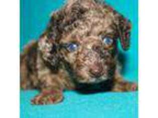 Mutt Puppy for sale in Hawarden, IA, USA