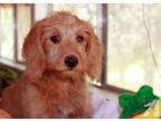 Labradoodle Puppy for sale in SAN FERNANDO, CA, USA