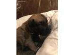 Belgian Malinois Puppy for sale in Eads, TN, USA