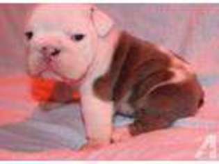 Bulldog Puppy for sale in RENO, NV, USA