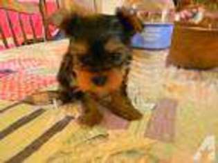 Yorkshire Terrier Puppy for sale in HORSE CAVE, KY, USA