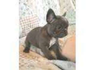 French Bulldog Puppy for sale in Westerville, OH, USA