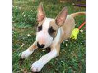 Bull Terrier Puppy for sale in Aberdeen, SD, USA