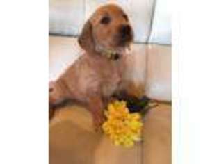 Golden Retriever Puppy for sale in Buchanan, GA, USA