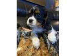Cavalier King Charles Spaniel Puppy for sale in Seneca, IL, USA